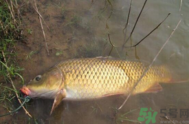 十月份可以釣鯉魚嗎？十月份釣鯉魚用什么餌？