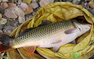 十月份可以釣鯉魚嗎？十月份釣鯉魚用什么餌？