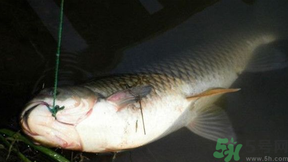 十月份可以釣鯉魚嗎？十月份釣鯉魚用什么餌？