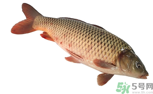 十月份可以釣鯉魚嗎？十月份釣鯉魚用什么餌？