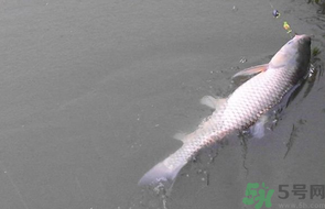 秋天釣草魚用什么餌？秋季釣草魚用什么餌最好？ 