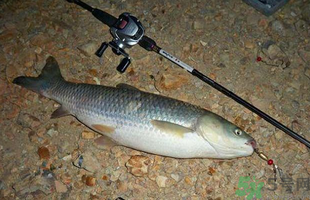秋天釣草魚用什么餌？秋季釣草魚用什么餌最好？ 