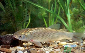 秋天釣草魚用什么餌？秋季釣草魚用什么餌最好？ 