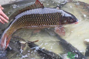 用玉米粒怎么釣鯉魚？玉米粒怎么泡制釣魚餌料？