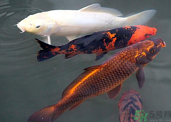 用玉米粒怎么釣鯉魚？玉米粒怎么泡制釣魚餌料？