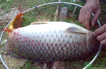 用玉米粒怎么釣鯉魚？玉米粒怎么泡制釣魚餌料？
