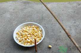 玉米粒怎么釣魚？怎么用玉米粒釣魚？