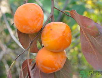 黃柿子和紅柿子有什么區(qū)別？紅柿子和黃柿子哪個好？