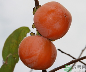 黃柿子和紅柿子有什么區(qū)別？紅柿子和黃柿子哪個好？