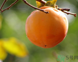 黃柿子和紅柿子有什么區(qū)別？紅柿子和黃柿子哪個好？