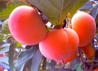 黃柿子和紅柿子有什么區(qū)別？紅柿子和黃柿子哪個好？