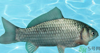 釣的魚在家怎么養(yǎng)活？釣的魚怎么保持不死？
