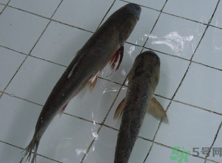釣的魚在家怎么養(yǎng)活？釣的魚怎么保持不死？