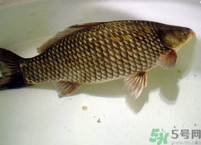 釣的魚死了還能吃嗎？釣的魚死了怎么處理？