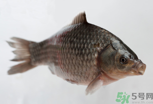 釣的魚死了還能吃嗎？釣的魚死了怎么處理？