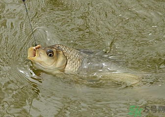 釣的魚死了還能吃嗎？釣的魚死了怎么處理？
