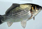釣的魚(yú)在家怎么養(yǎng)活？釣的魚(yú)怎么保持不死？