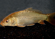 用玉米粒怎么釣鯉魚(yú)？玉米粒怎么泡制釣魚(yú)餌料？