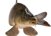 十月份草魚好釣嗎？十月份怎么釣草魚？