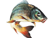 秋天釣鯉魚(yú)用什么小藥？秋天黑坑釣鯉魚(yú)用什么小藥？