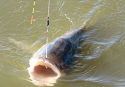 秋天釣魚(yú)用什么小藥？秋天釣魚(yú)小藥搭配