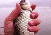 十月份釣鯽魚(yú)用什么餌？十月份釣鯽魚(yú)用什么餌料好？