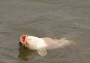 十月份怎么釣鯽魚？十月份怎么釣鯉魚？