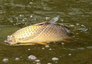 十月份可以釣鯉魚(yú)嗎？十月份釣鯉魚(yú)用什么餌？