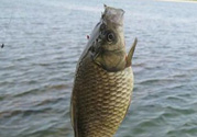 秋天黑坑釣鯽魚(yú)用什么餌料？秋天黑坑釣鯽魚(yú)餌料配方