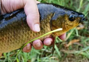 野生鯽魚怎么釣？釣野生鯽魚的技巧