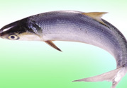 十月份能釣鰱魚嗎？鰱魚幾月份好釣？
