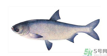 十月份能釣鰱魚(yú)嗎？鰱魚(yú)幾月份好釣？