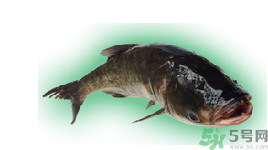 十月份能釣鰱魚(yú)嗎？鰱魚(yú)幾月份好釣？