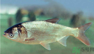 十月份能釣鰱魚(yú)嗎？鰱魚(yú)幾月份好釣？