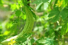經(jīng)常喝苦瓜水有什么好處？新鮮苦瓜水怎么做比較好喝？