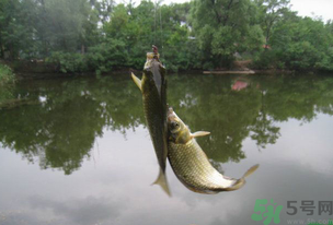 秋天釣魚什么風(fēng)向最好？秋天什么風(fēng)向好釣魚？
