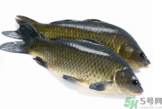 活鯉魚怎么保存？鯉魚怎么養(yǎng)才不容易死？