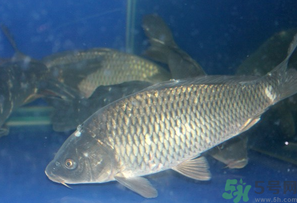活鯉魚怎么保存？鯉魚怎么養(yǎng)才不容易死？