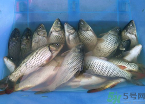 活鯉魚怎么保存？鯉魚怎么養(yǎng)才不容易死？