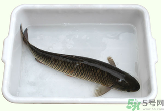鯉魚死了還能吃嗎？鯉魚死了多久不能吃？