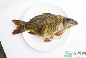 鯉魚死了還能吃嗎？鯉魚死了多久不能吃？