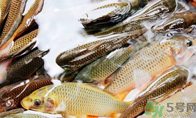 鯉魚死了怎樣保鮮？鯉魚死后怎么保存？