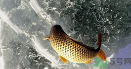 鯉魚死了怎樣保鮮？鯉魚死后怎么保存？