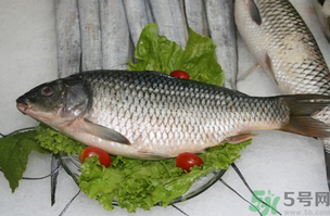 鯉魚死了怎樣保鮮？鯉魚死后怎么保存？