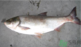 秋天釣鰱魚用什么餌料？秋天釣鰱魚用什么味餌？
