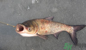秋天釣鰱魚用什么餌料？秋天釣鰱魚用什么味餌？