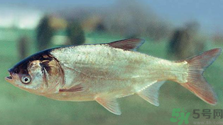 秋天釣鰱魚用什么餌料？秋天釣鰱魚用什么味餌？