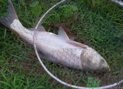 秋天怎么釣鰱魚(yú)？秋天釣鰱魚(yú)技巧