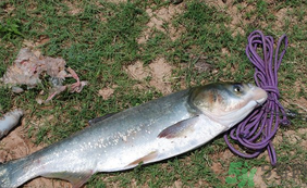 秋天怎么釣鰱魚(yú)？秋天釣鰱魚(yú)技巧