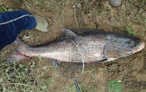 秋天怎么釣鰱魚(yú)？秋天釣鰱魚(yú)技巧